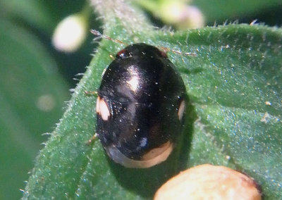 Cydnoides renormatus; Ebony Bug species