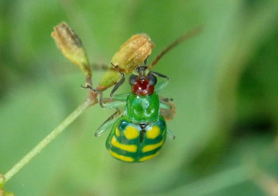 Diabrotica balteata; Banded Cucumber Beetle