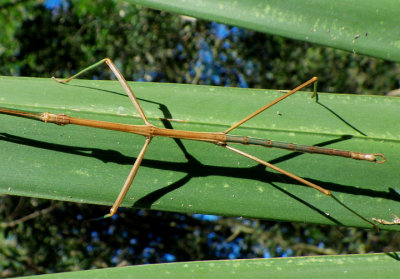 Diapheromera Walkingstick species; male 