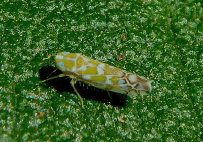 Diceratalebra interrogata; Leafhopper species