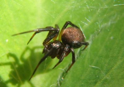 Dipoena nigra; Cobweb Spider species