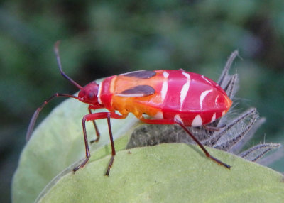 Dysdercus concinnus; Pale Red Bug nymph