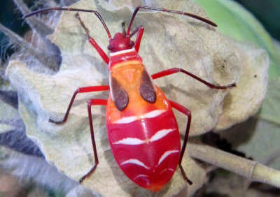 Dysdercus concinnus; Pale Red Bug nymph