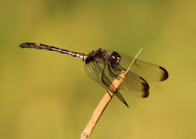 Dythemis fugax; Checkered Setwing; female