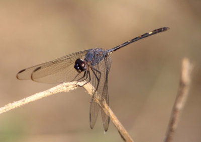Dythemis nigrescens; Black Setwing; young male 