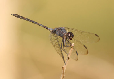 Dythemis nigrescens; Black Setwing; young male