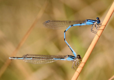 Enallagma civile; Familiar Bluet pair