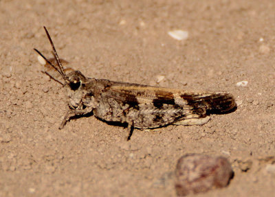 Encoptolophus subgracilis; Southwestern Dusky Grasshopper