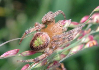 Eriophora ravilla; Orb Weaver species