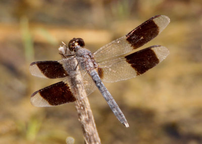 Erythrodiplax umbrata; Band-winged Dragonlet; male