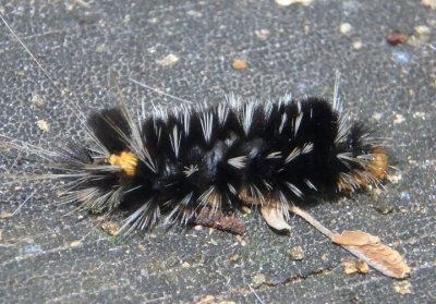 8232-8243 - Euchaetes Tussock Moth species caterpillar