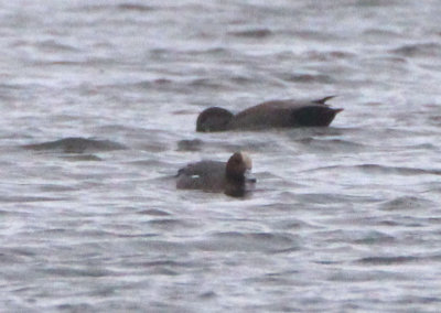 Eurasian Wigeon; male 