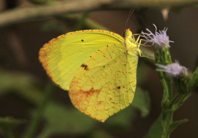 Eurema boisduvaliana; Boisduval's Yellow; female
