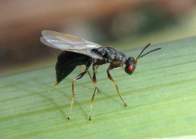 Tetramesa Chalcid Wasp species; female