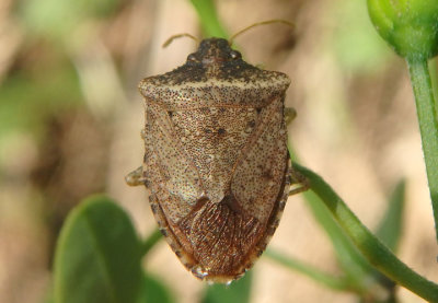 Euschistus obscurus; Stink Bug species
