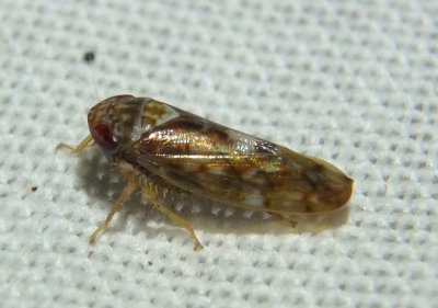Eutettix Leafhopper species