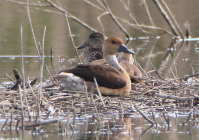 Fulvous Whistling-Duck 