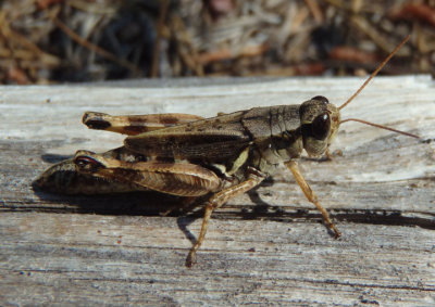 Melanoplus huroni; Huron Short-wing Grasshopper; female