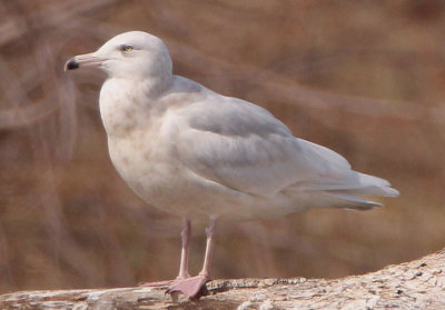 Glaucous Gull; second year 
