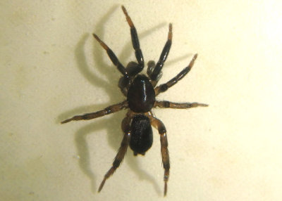 Gnaphosidae Ground Spider species