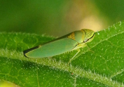 Graphogonalia evagorata; Sharpshooter species