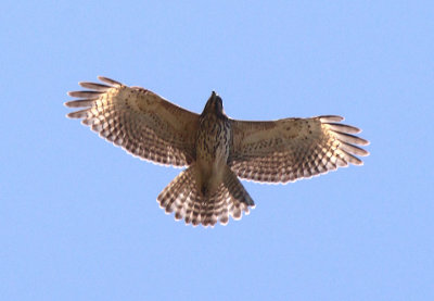 Gray Hawk; juvenile