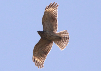 Gray Hawk; juvenile