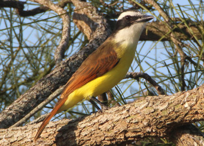 Great Kiskadee 