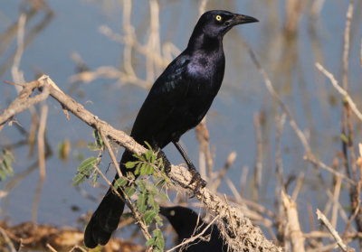 Great-tailed Grackle; male 