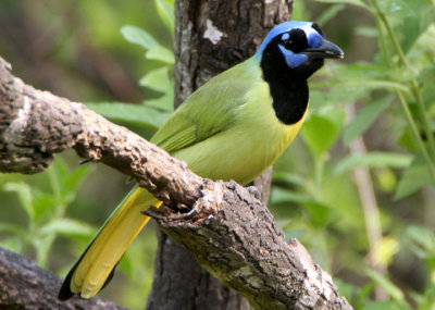 Green Jay