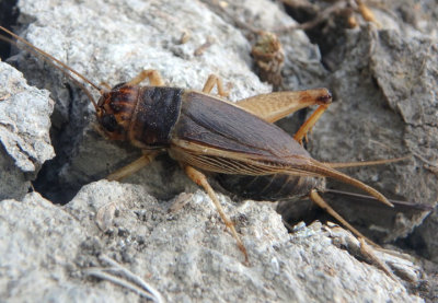 Gryllus Field Cricket species; female