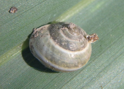 Helicina orbiculata; Globular Drop Snail