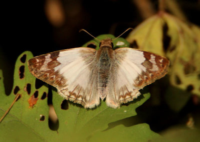 Heliopetes laviana; Laviana White-Skipper; female 