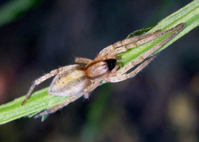 Hibana futilis; Ghost Spider species