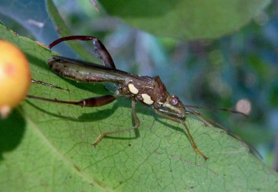 Hyalymenus tarsatus; Texas Bow-legged Bug 