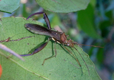 Hyalymenus tarsatus; Texas Bow-legged Bug