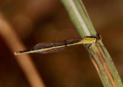 Ischnura ramburii; Rambur's Forktail; heteromorph female