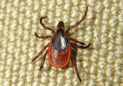 Ixodes scapularis; Black-legged Tick; female