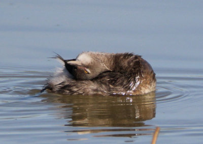 Least Grebe; basic 