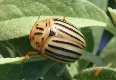 Leptinotarsa texana; Texas Potato Beetle