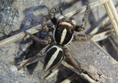 Leptofreya ambigua; Jumping Spider species; male