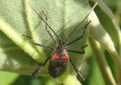 Leptoglossus Leaf-footed Bug species nymph