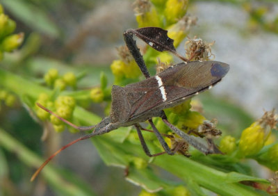 Leptoglossus phyllopus; Leaf-footed Bug species