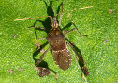 Leptoglossus zonatus; Leaf-footed Bug species
