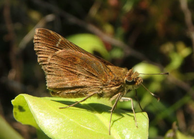 Lerema accius; Clouded Skipper