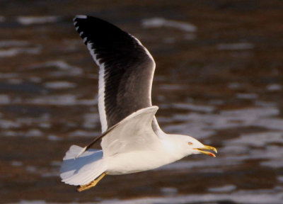 Lesser Black-backed Gull; breeding