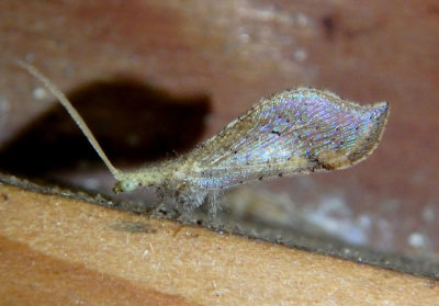 Lomamyia squamosa; Beaded Lacewing species 