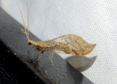 Lomamyia squamosa; Beaded Lacewing species