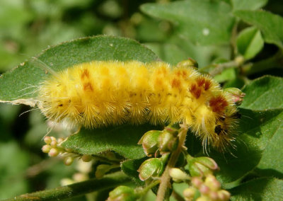 8216 - Lophocampa annulosa; Santa Ana Tussock Moth caterpillar 