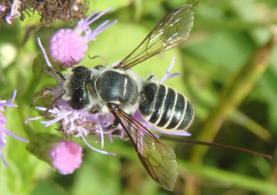 Megachile zaptlana; Leafcutter Bee species